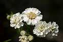 FH_VP_0108(Achillea ptarmica)